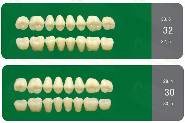 SA31 Acrylic Resin Teeth Three3